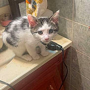 Molly joined the competition — help win amazing prizes! kitten, cat, bathroom, counter, tiled_wall, towel, electrical_device, cabinet, white_fur, gray_fur, curious, small, pet, indoor, floor, cord, object, animal, cute, young