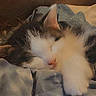 kitten, cat, sleeping, cozy, blanket, fur, cute, nap, indoor, pet, animal, rest, soft, feline, comfort, domestic, warm, closeup, adorable, relaxation