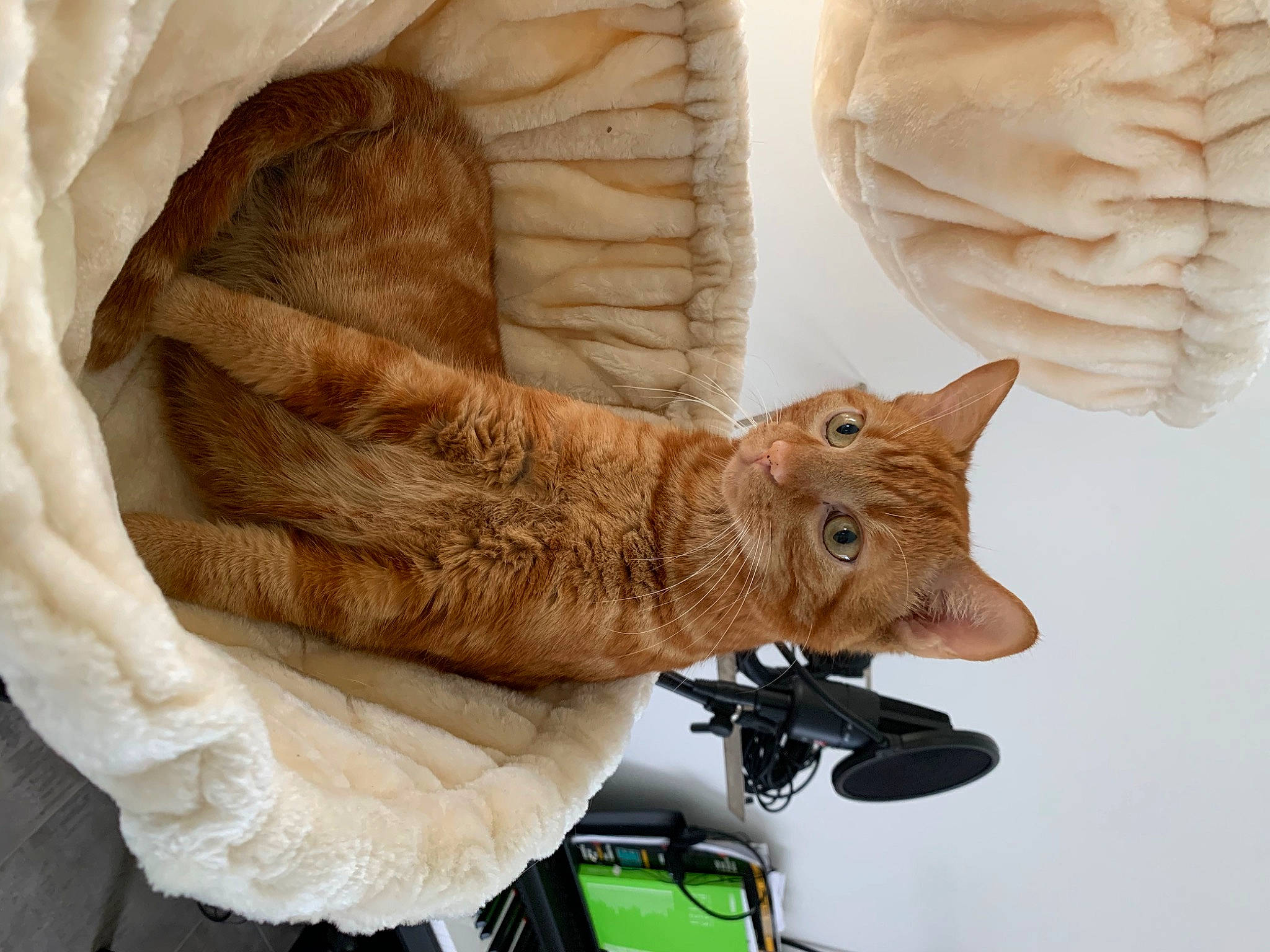 Titi participe au concours pour gagner de l'argent avec cette photo : art, artifact, bag, camera, carving, cat, claw, domestic_short_haired_cat, fawn, feather, felidae, fur, gesture, glove, sculpture, small_to_medium_sized_cats, tail, whiskers, wing, wood