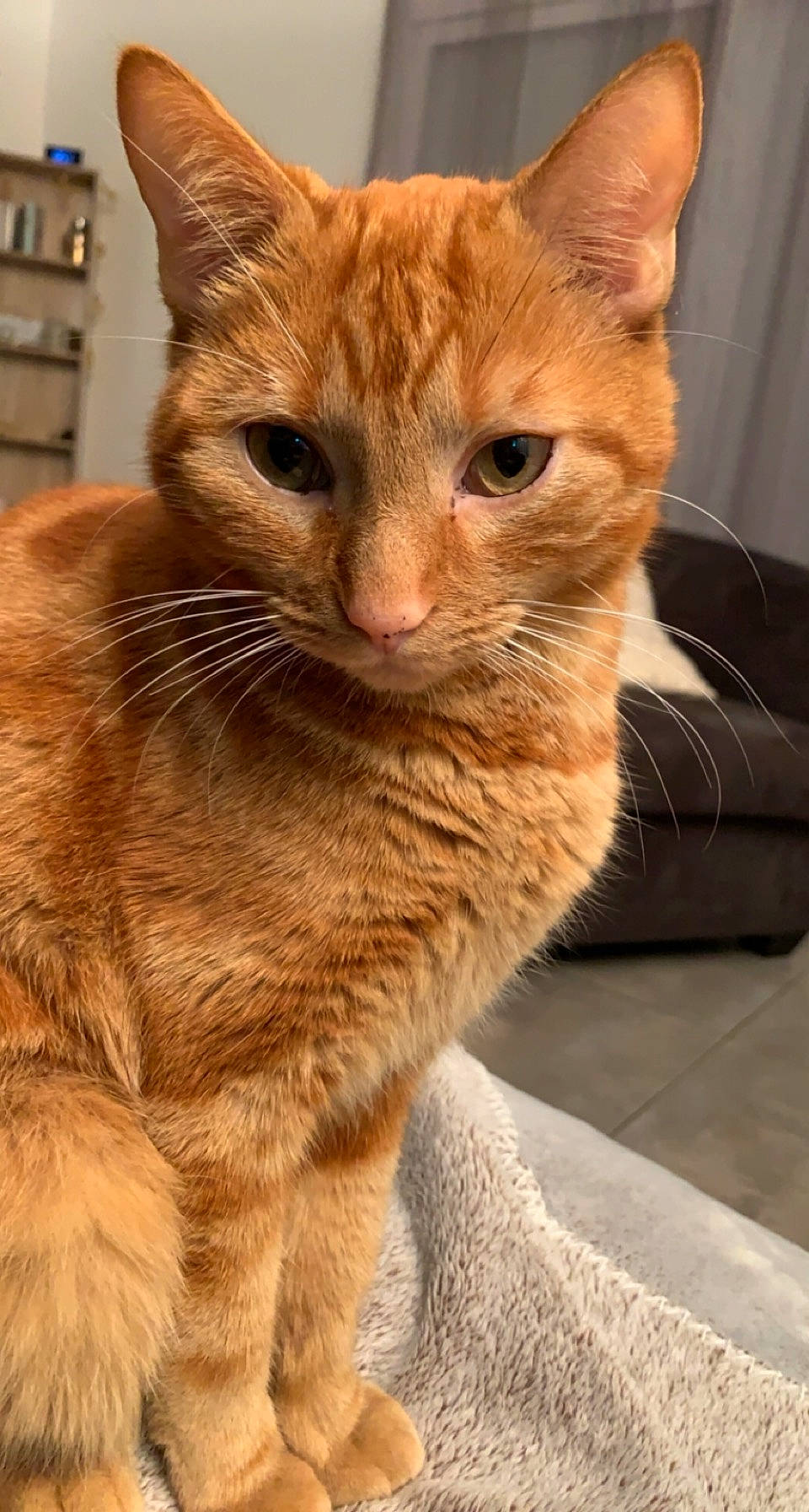 Titi participe au concours pour gagner de l'argent avec cette photo : carnivore, cat, claw, close_up, comfort, domestic_short_haired_cat, eye, fawn, felidae, fur, iris, paw, picture_frame, shelf, sitting, small_to_medium_sized_cats, snout, tail, terrestrial_animal, whiskers