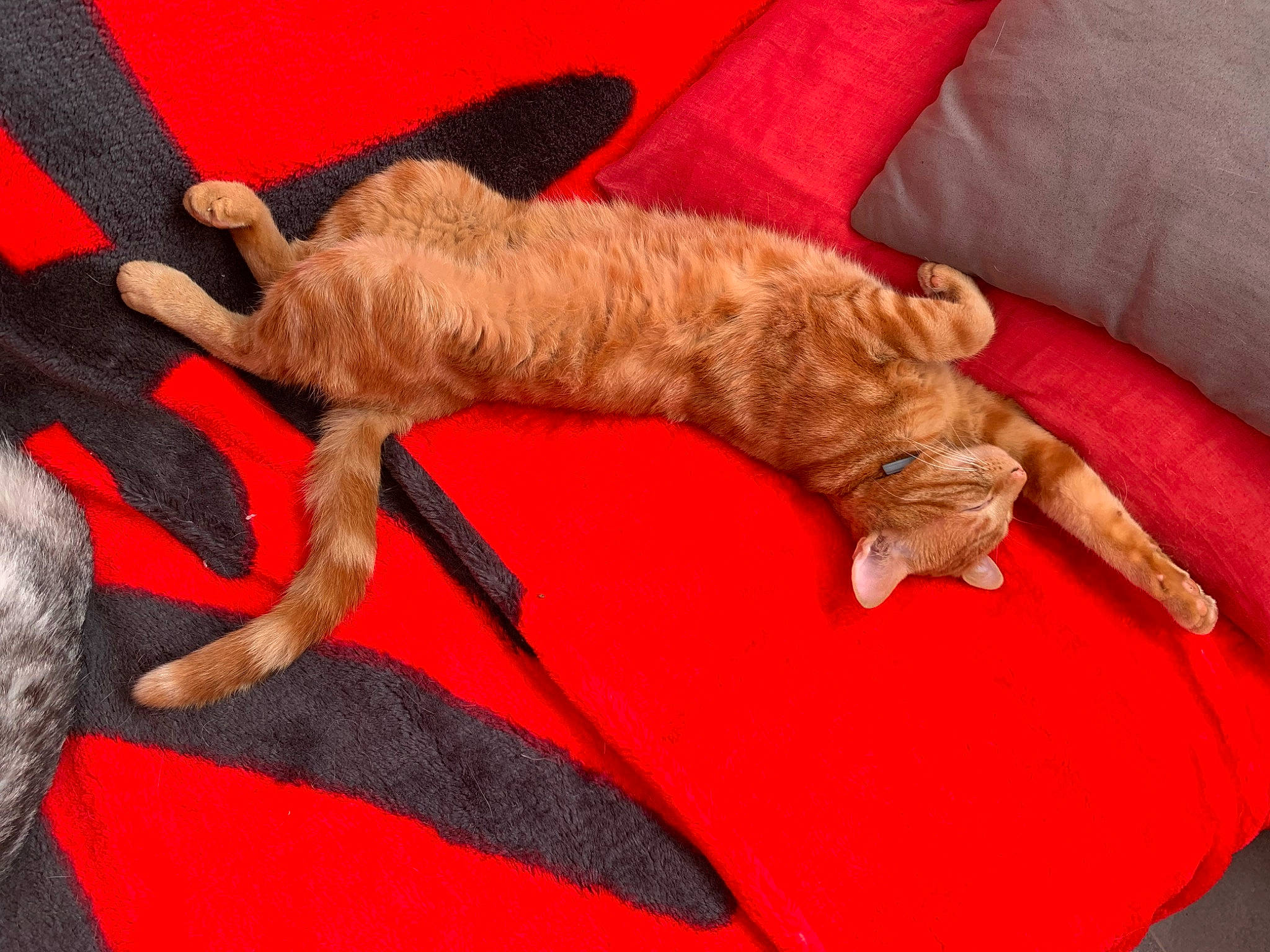 Titi a rejoint le concours — aidez-le/la à gagner de superbes lots ! canidae, carmine, carnivore, comfort, companion_dog, dog, dog_breed, fawn, felidae, fur, linens, liver, nap, paw, red, small_to_medium_sized_cats, sporting_group, tail, textile, working_animal