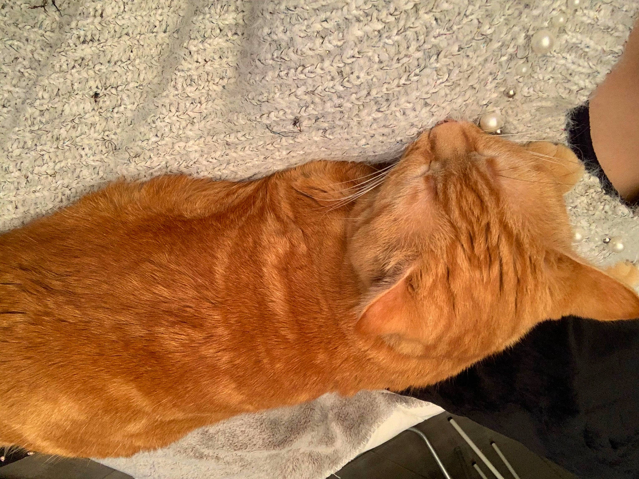 Nala participe au concours pour gagner de l'argent avec cette photo : carnivore, cat, collar, dog_breed, domestic_short_haired_cat, fawn, felidae, foot, gesture, human_leg, liver, small_to_medium_sized_cats, snout, tail, terrestrial_animal, whiskers, window, wood, working_animal, wrinkle