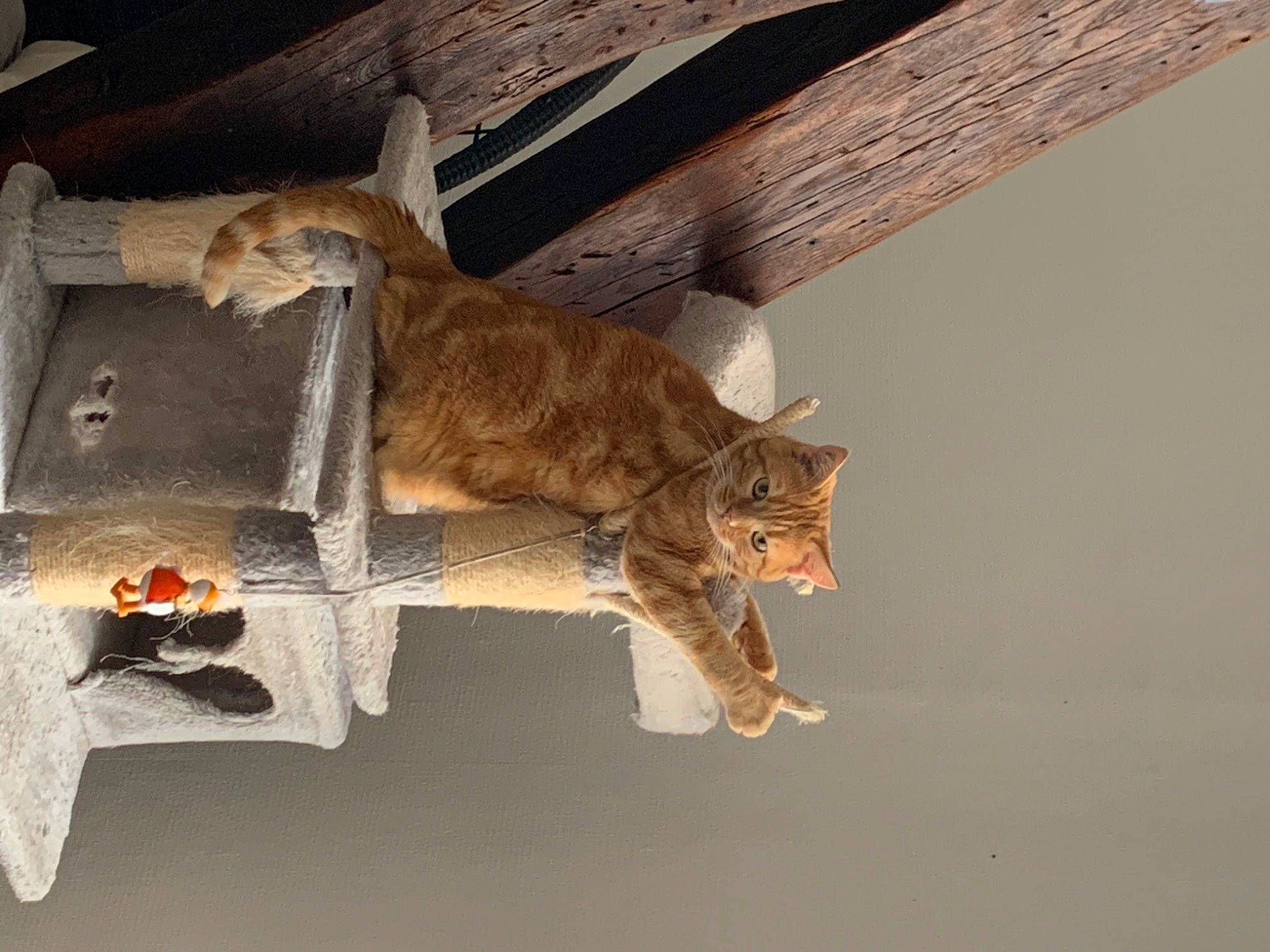 Nala participe au concours pour gagner de l'argent avec cette photo : art, bat, carnivore, cat, claw, domestic_short_haired_cat, fawn, felidae, fur, mammal, organism, plant, small_to_medium_sized_cats, tail, terrestrial_animal, twig, whiskers, window, wing, wood