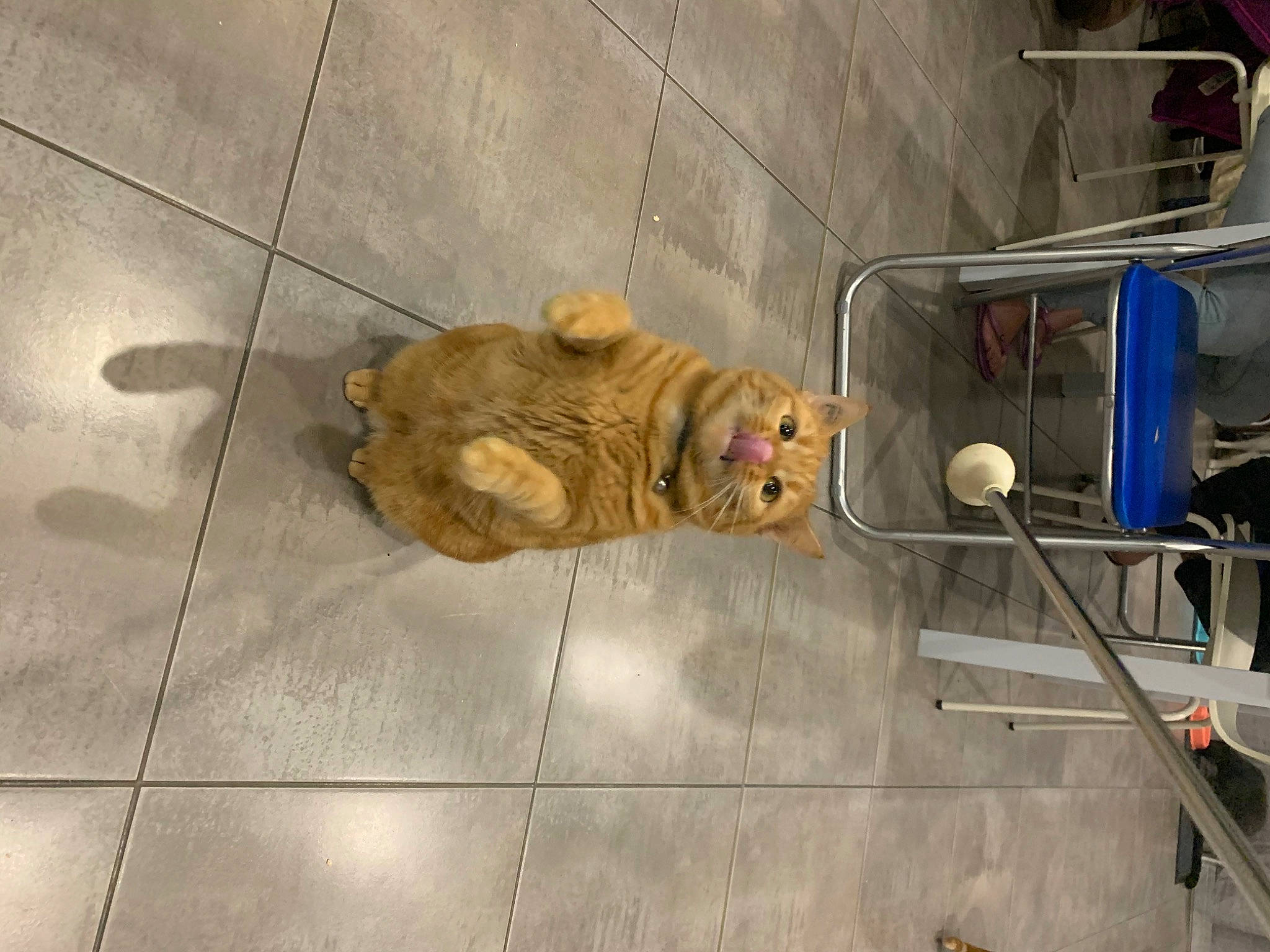 Nala a rejoint le concours — aidez-le/la à gagner de superbes lots ! canidae, carnivore, companion_dog, concrete, dog, dog_breed, fawn, felidae, floor, flooring, fur, gas, road_surface, sidewalk, small_to_medium_sized_cats, snout, sporting_group, tail, wood, working_animal