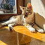 Socca a rejoint le concours — aidez-le/la à gagner de superbes lots ! cat, kitten, tabby, sunlight, window, wooden_floor, reflection, shadow, indoor, pet, animal, relaxing, fur, whiskers, ears, paws, domestic, cute, resting, natural_light