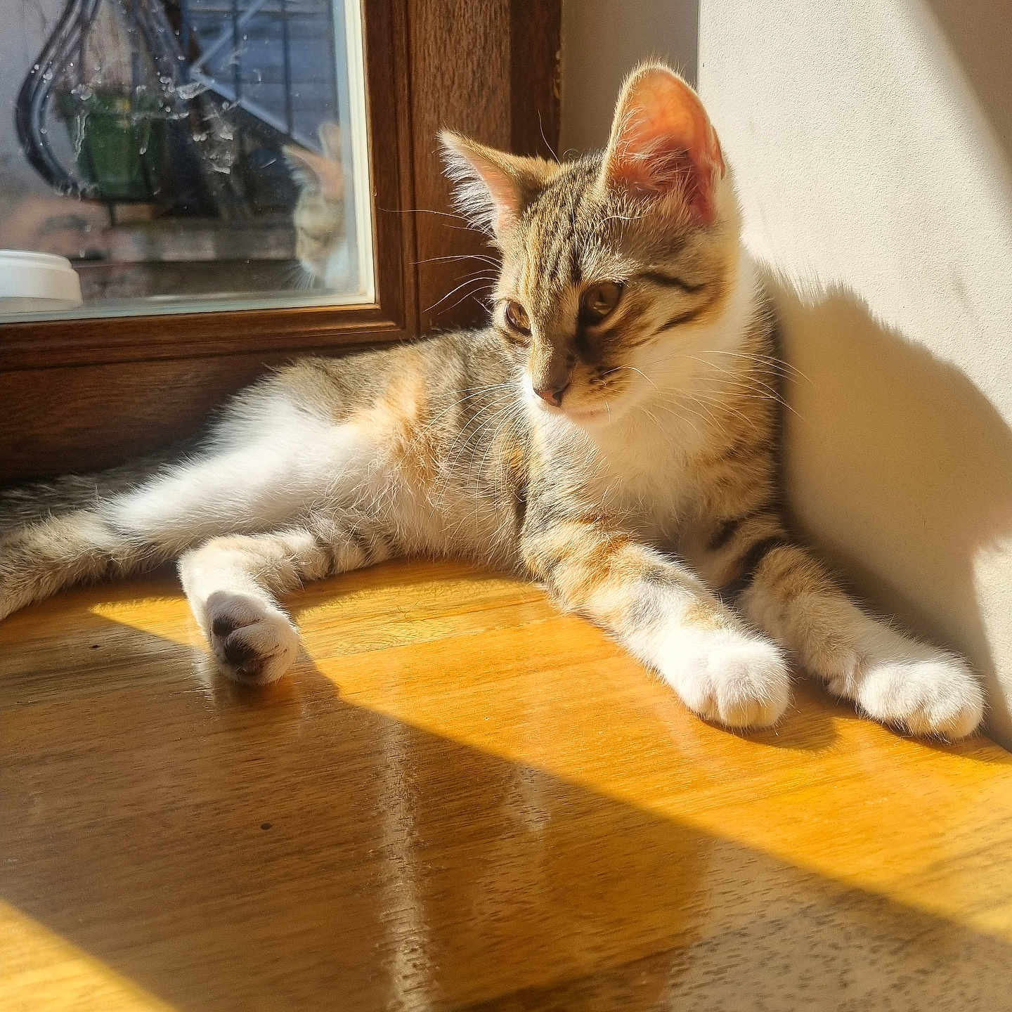 Socca a rejoint le concours — aidez-le/la à gagner de superbes lots ! animal, cat, cute, domestic, ears, fur, indoor, kitten, natural_light, paws, pet, reflection, relaxing, resting, shadow, sunlight, tabby, whiskers, window, wooden_floor