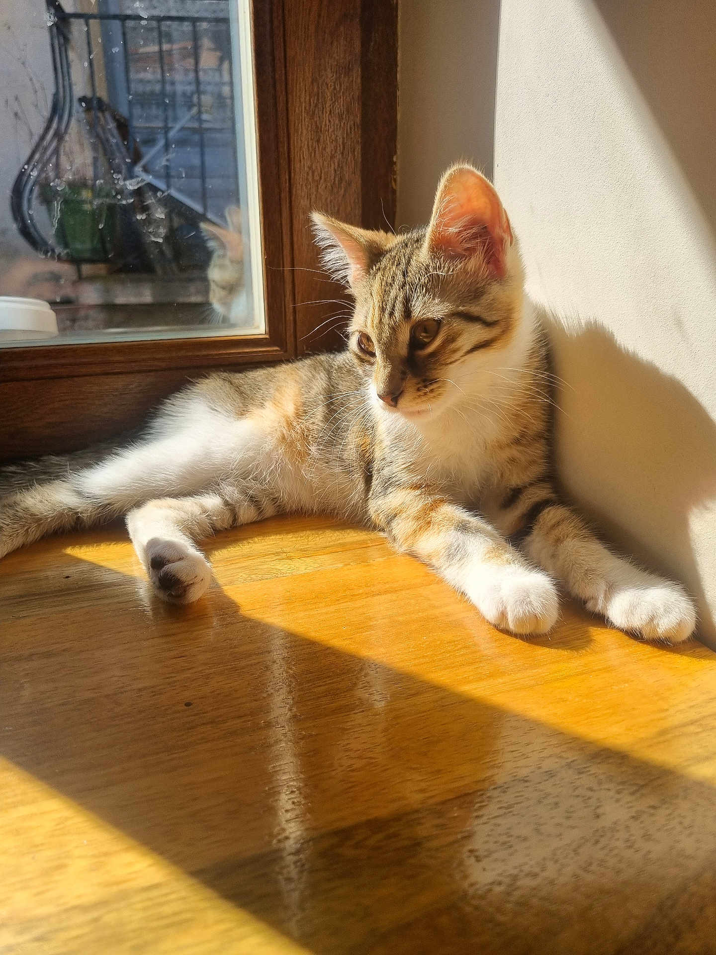 Socca a rejoint le concours — aidez-le/la à gagner de superbes lots ! cat, kitten, tabby, sunlight, window, wooden_floor, reflection, shadow, indoor, pet, animal, relaxing, fur, whiskers, ears, paws, domestic, cute, resting, natural_light