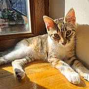 Socca participe au concours pour gagner de l'argent avec cette photo : cat, kitten, tabby, sunlight, window, wooden_floor, indoor, pet, animal, relaxing, curious, feline, young, whiskers, ears, paw, shadow, daylight, resting, cute