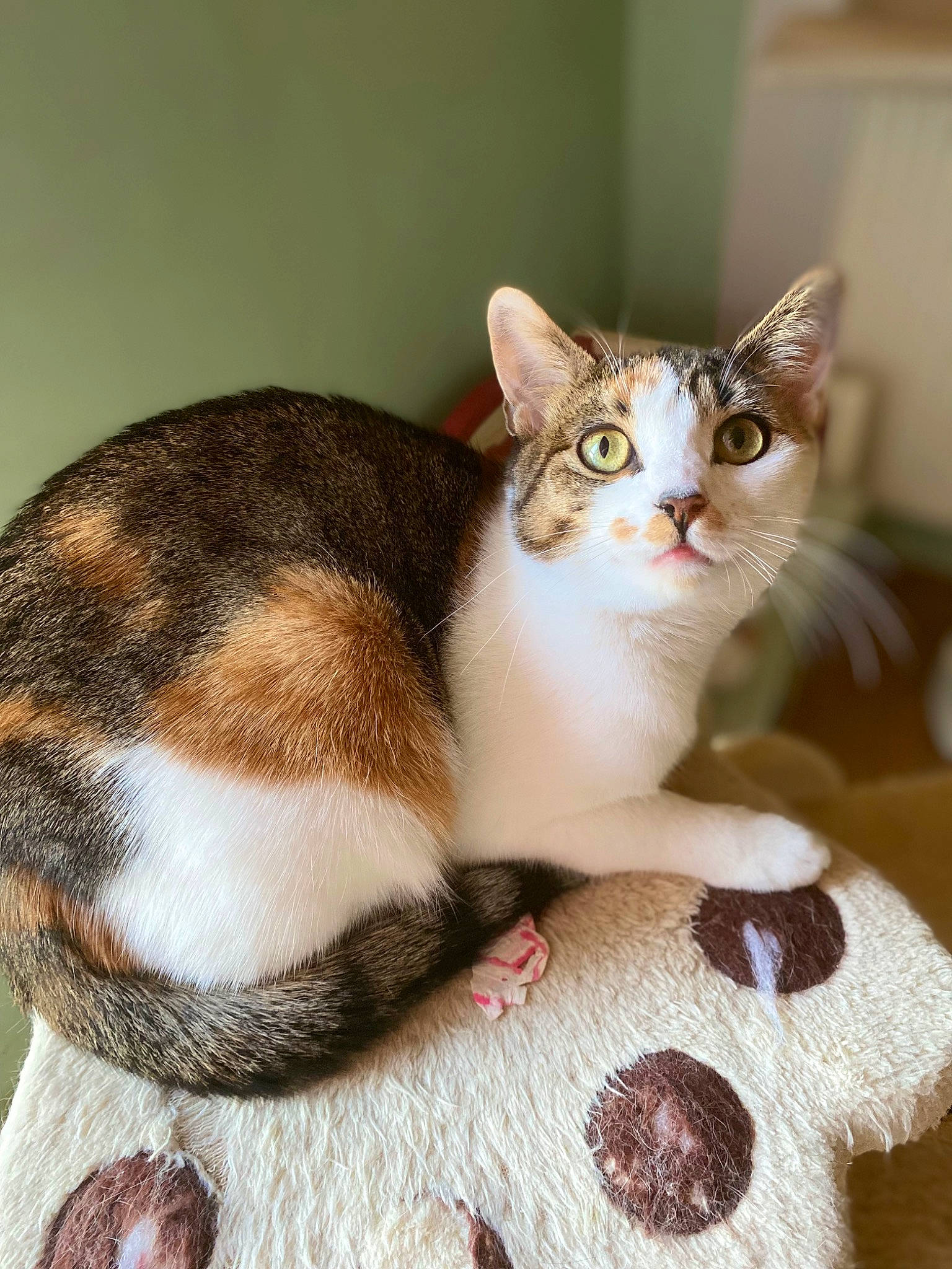 Scarlett a rejoint le concours — aidez-le/la à gagner de superbes lots ! box, carnivore, cat, cat_supply, claw, comfort, domestic_short_haired_cat, eyelash, fawn, felidae, fur, paw, pet_supply, small_to_medium_sized_cats, snout, tail, whiskers, window, wood