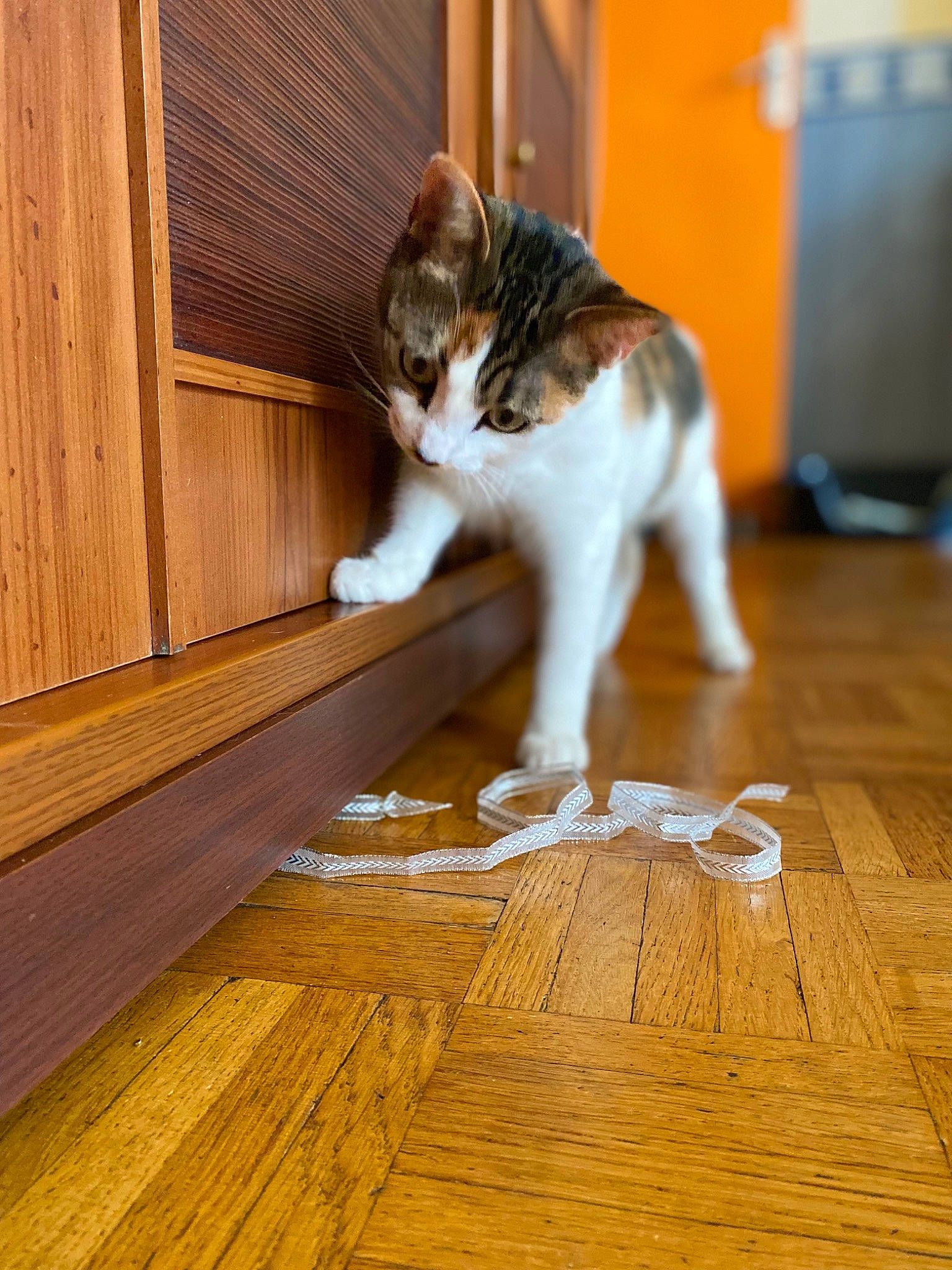 Scarlett a rejoint le concours — aidez-le/la à gagner de superbes lots ! carnivore, cat, domestic_short_haired_cat, door_mat, fawn, felidae, floor, flooring, fur, hardwood, laminate_flooring, plank, small_to_medium_sized_cats, snout, tail, varnish, whiskers, wood, wood_flooring, wood_stain