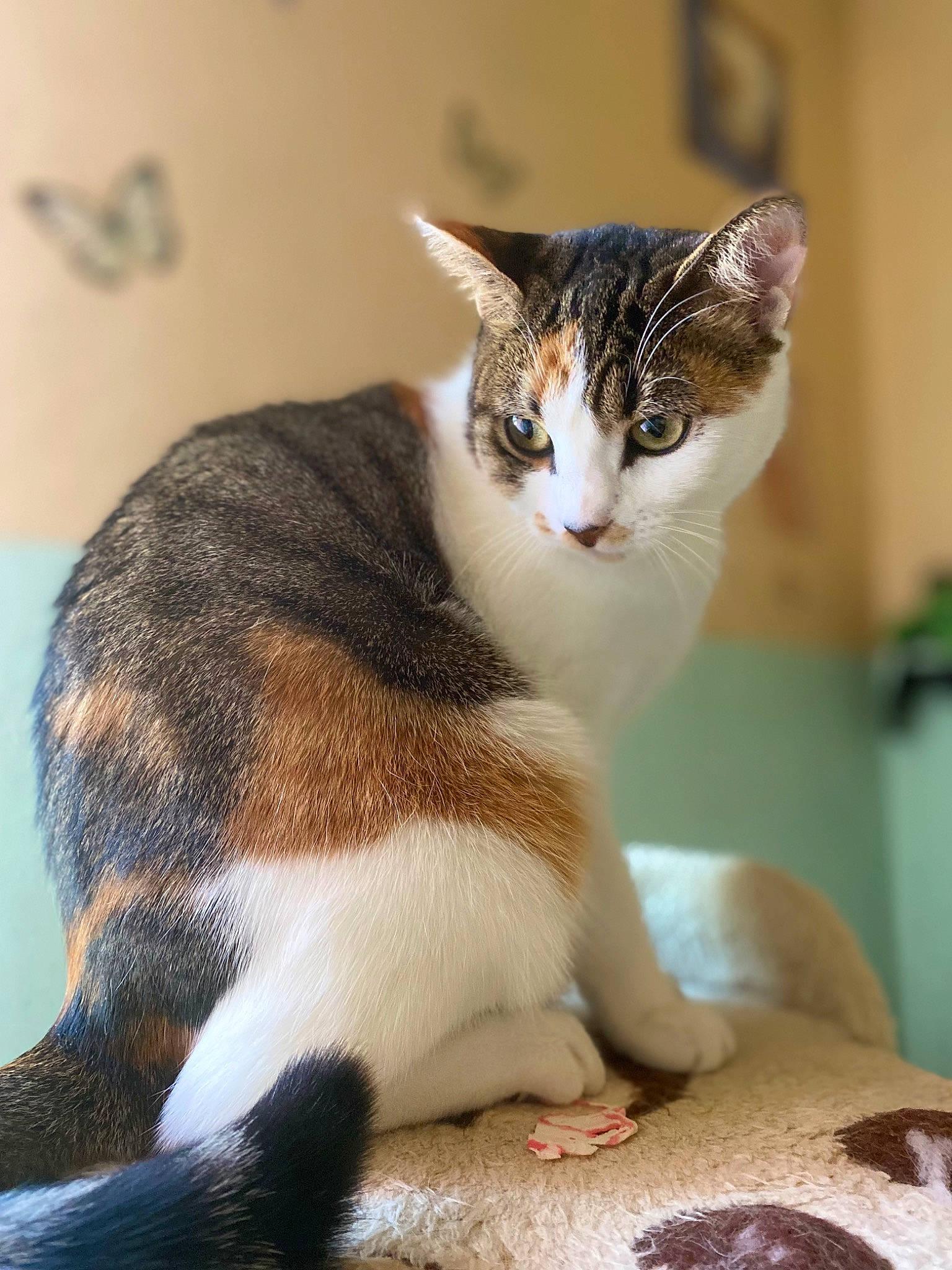 Scarlett a rejoint le concours — aidez-le/la à gagner de superbes lots ! carnivore, cat, cat_supply, claw, comfort, domestic_short_haired_cat, fawn, felidae, flowerpot, foot, fur, houseplant, paw, sitting, small_to_medium_sized_cats, snout, tail, whiskers, wildlife, window