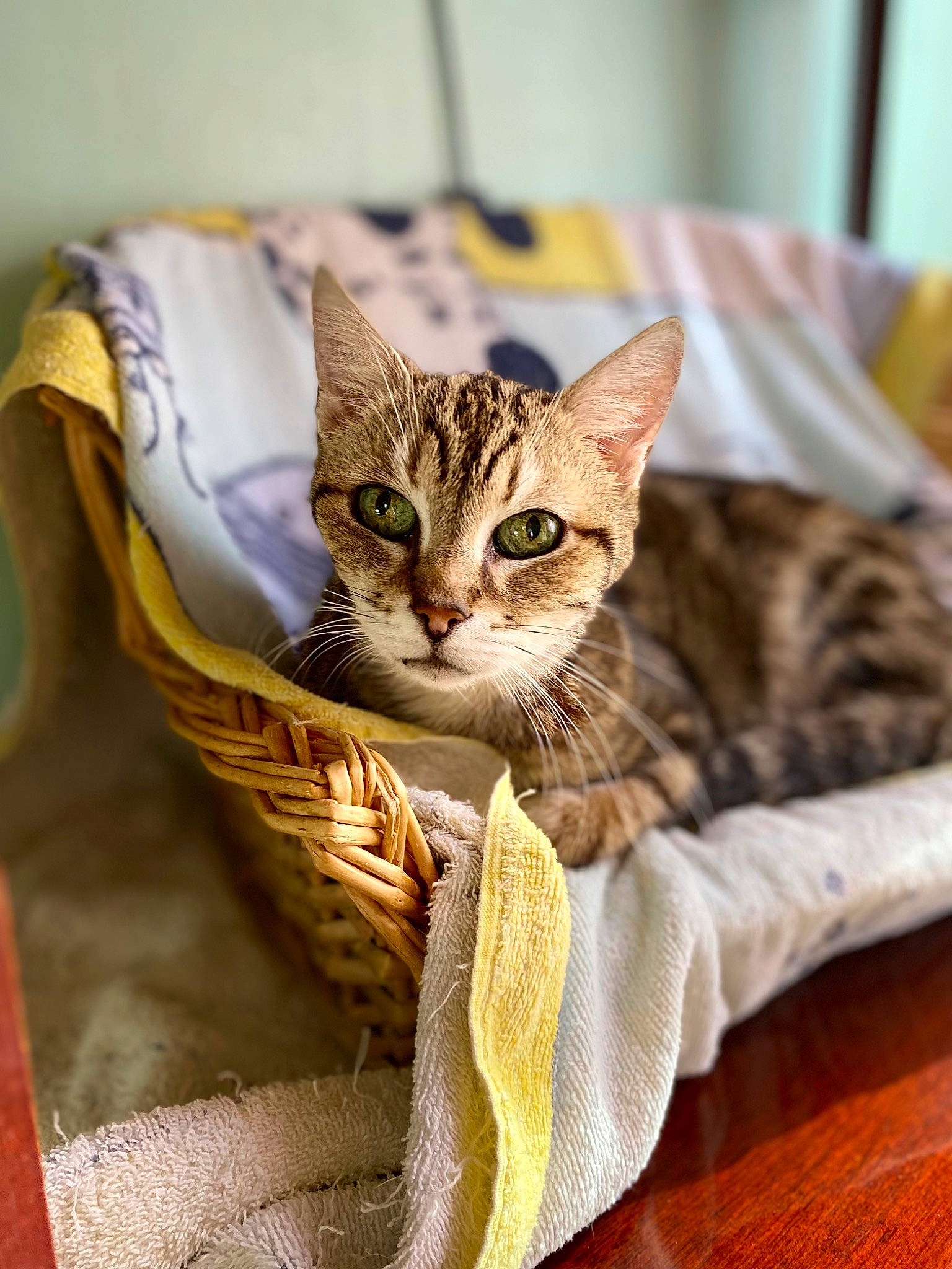 Bianca participe au concours pour gagner de l'argent avec cette photo : carnivore, cat, cat_supply, claw, comfort, domestic_short_haired_cat, fawn, felidae, fur, paw, sitting, small_to_medium_sized_cats, snout, tail, terrestrial_animal, whiskers, wildlife, wood