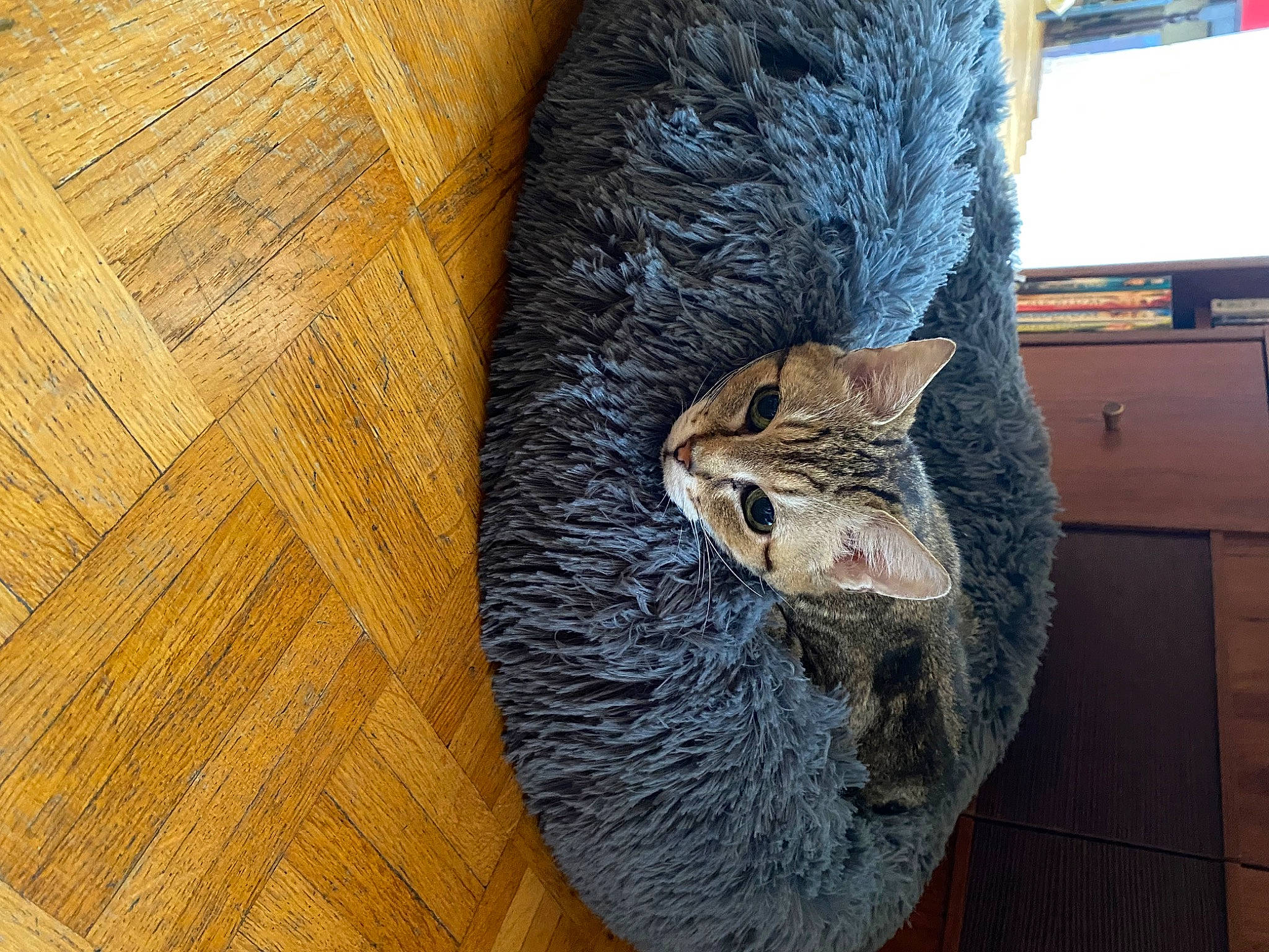 Bianca a rejoint le concours — aidez-le/la à gagner de superbes lots ! box, carnivore, cat, cat_supply, claw, comfort, computer_keyboard, domestic_short_haired_cat, felidae, flooring, fur, grey, hardwood, small_to_medium_sized_cats, snout, tail, textile, whiskers, wood, wool