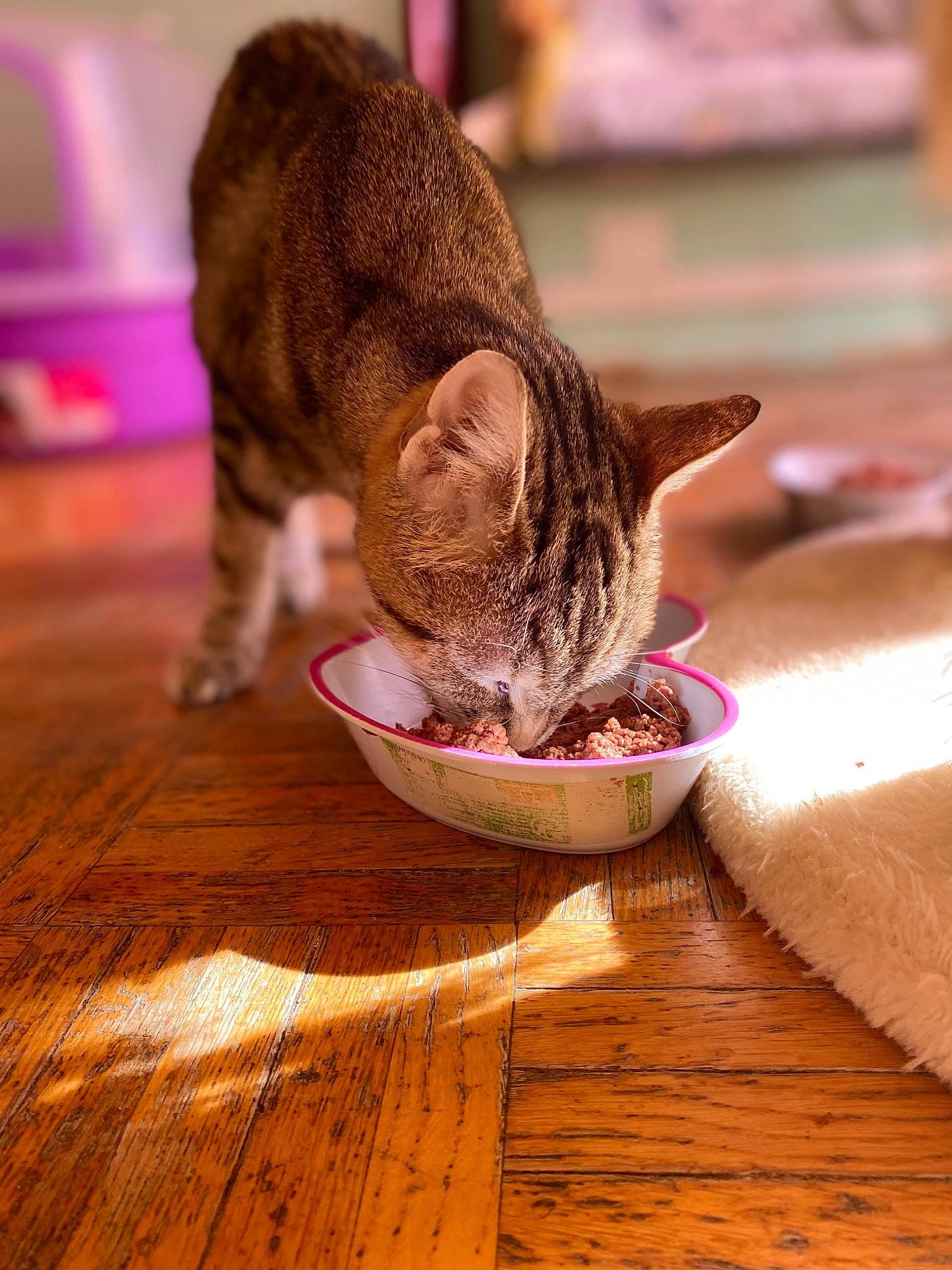 Bianca participe au concours pour gagner de l'argent avec cette photo : carnivore, cat, cat_supply, domestic_short_haired_cat, fawn, felidae, floor, flooring, fur, hardwood, laminate_flooring, pet_supply, small_to_medium_sized_cats, snout, tail, varnish, whiskers, wood, wood_flooring, wood_stain