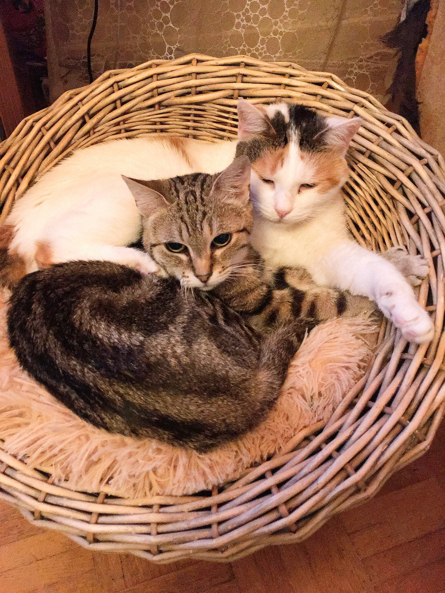 Bianca a rejoint le concours — aidez-le/la à gagner de superbes lots ! basket, carnivore, cat, cat_supply, claw, comfort, domestic_short_haired_cat, felidae, fur, paw, pet_supply, sitting, small_to_medium_sized_cats, snout, tail, terrestrial_animal, whiskers, wicker, wood