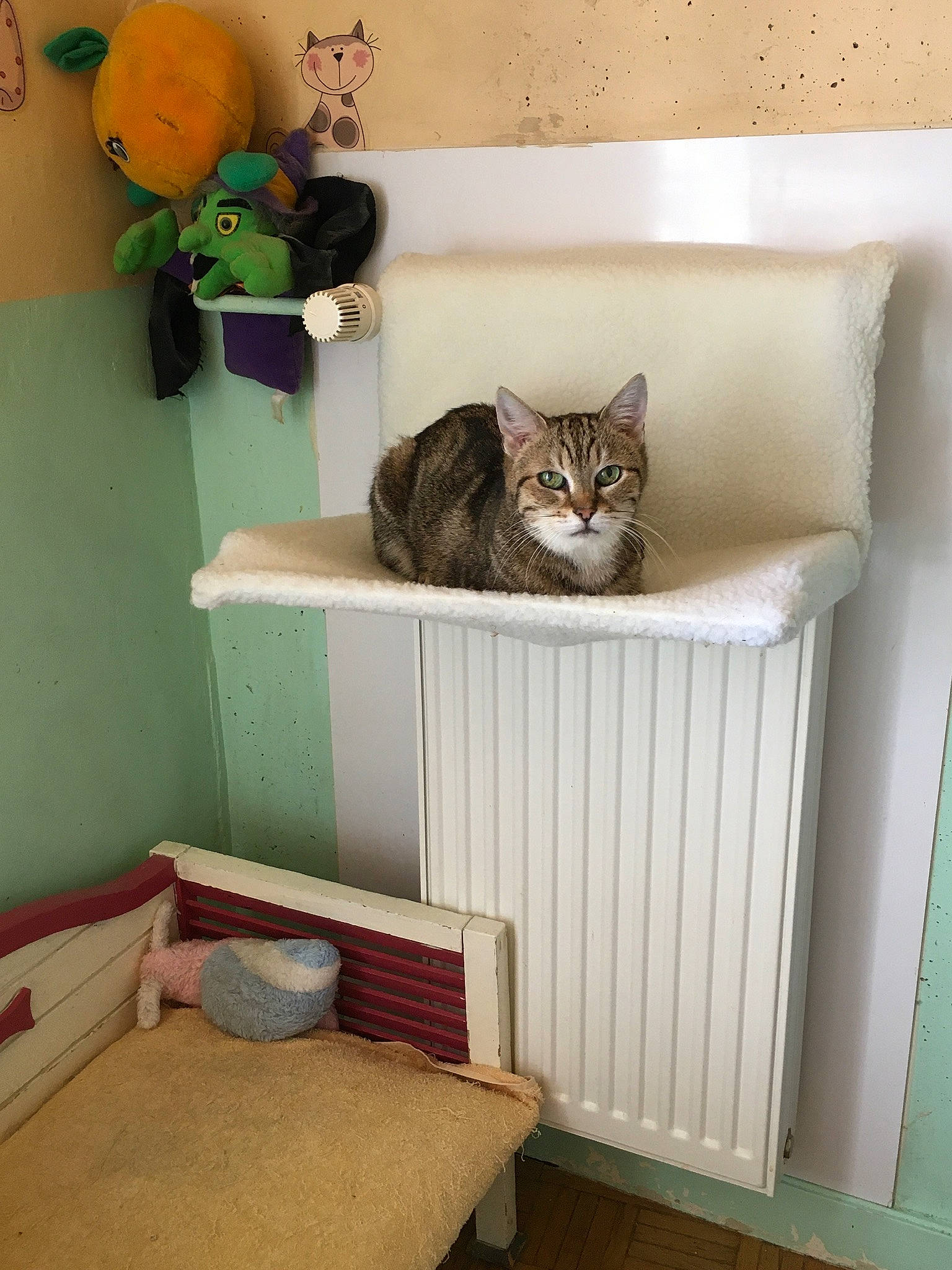 Bianca participe au concours pour gagner de l'argent avec cette photo : carnivore, cat, cat_supply, comfort, felidae, flooring, grey, hardwood, interior_design, product, room, shelf, shelving, small_to_medium_sized_cats, stairs, textile, wall, whiskers, window, wood