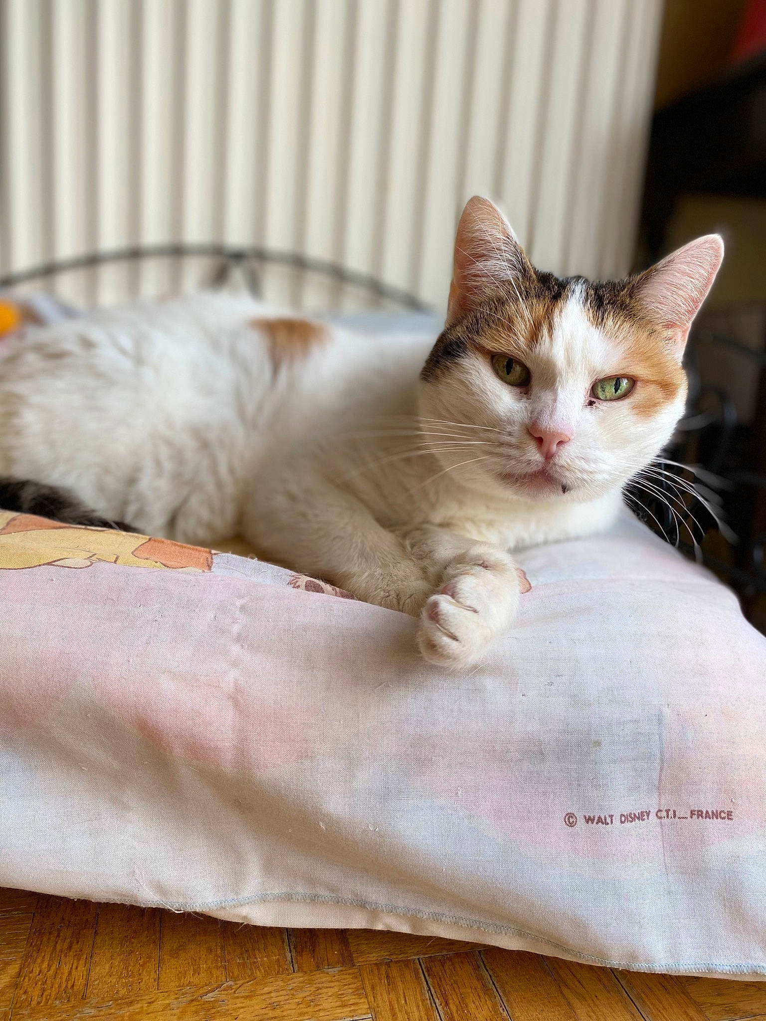 Chanel a rejoint le concours — aidez-le/la à gagner de superbes lots ! carnivore, cat, comfort, domestic_short_haired_cat, fawn, felidae, fur, linens, paw, sitting, small_to_medium_sized_cats, snout, tail, terrestrial_animal, whiskers