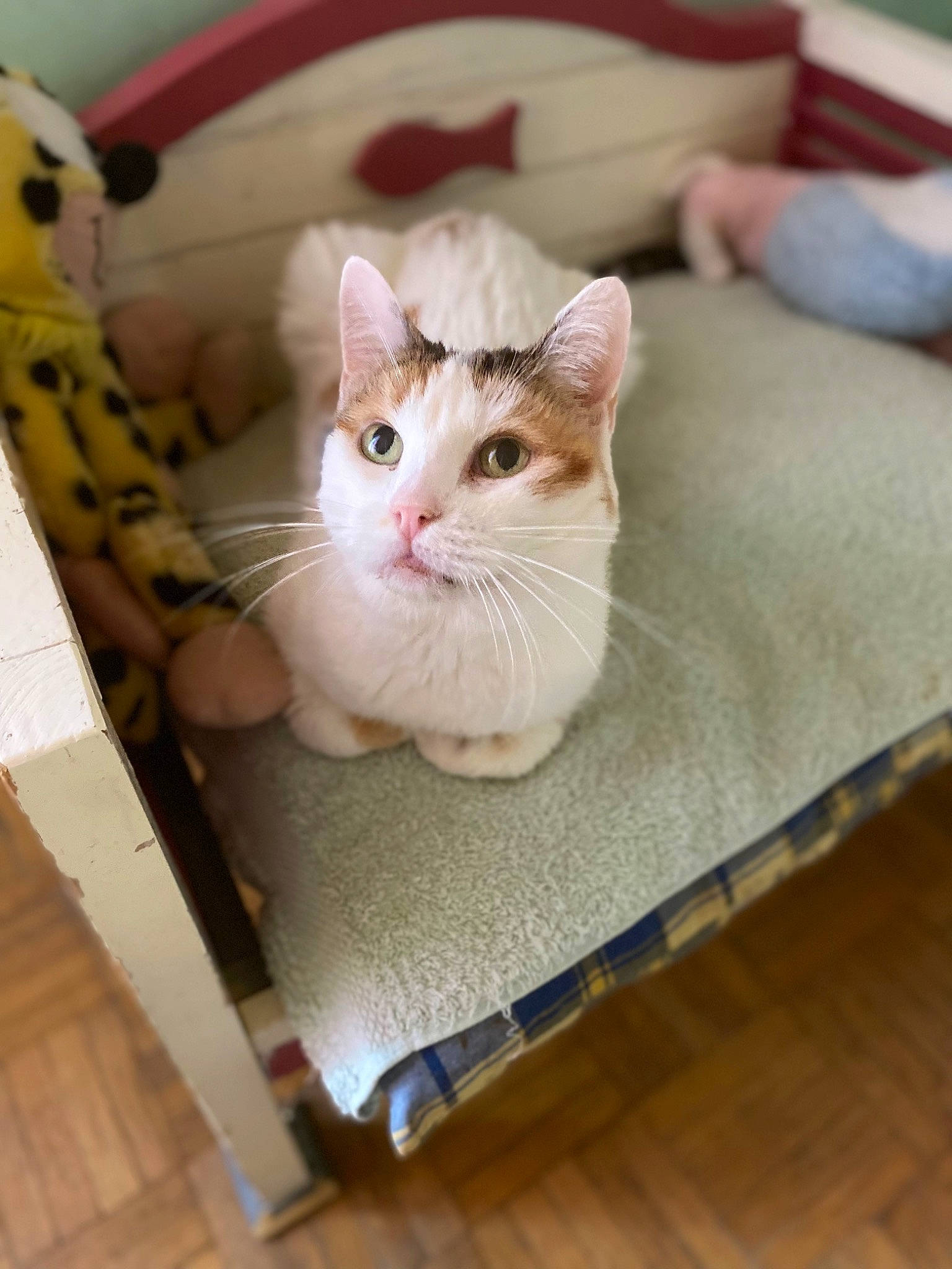 Chanel participe au concours pour gagner de l'argent avec cette photo : carnivore, cat, comfort, domestic_short_haired_cat, fawn, felidae, flooring, fur, hardwood, linens, paw, pet_supply, rectangle, room, small_to_medium_sized_cats, snout, tail, whiskers, wood, wood_flooring