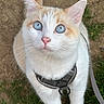 cat, blue_eyes, white_fur, cream_fur, harness, leash, pet, outdoor, grass, dirt, animal, close_up, looking_up, whiskers, ears, nose, cute, domestic_cat, feline, young_cat