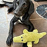 animal, black_dog, brown_eyes, close_up, companion, crocodile_toy, cute, dog, domestic_animal, floor, indoor, lying_down, pet, playful, puppy, soft_focus, stuffed_animal, tile_floor, toy, young_dog