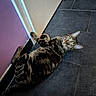 cat, tabby, green_eyes, floor, tile, indoor, pet, animal, fur, whiskers, ears, curious, wide_eyes, relaxed, lying_down, corner, purple_wall, cream_wall, black_baseboard, home