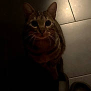 Tigrou participe au concours pour gagner de l'argent avec cette photo : cat, tabby, floor, tile, indoor, pet, animal, whiskers, curious, low_light, shadow, dark, slippers, pink, domestic, feline, cute, eyes, sitting, quiet