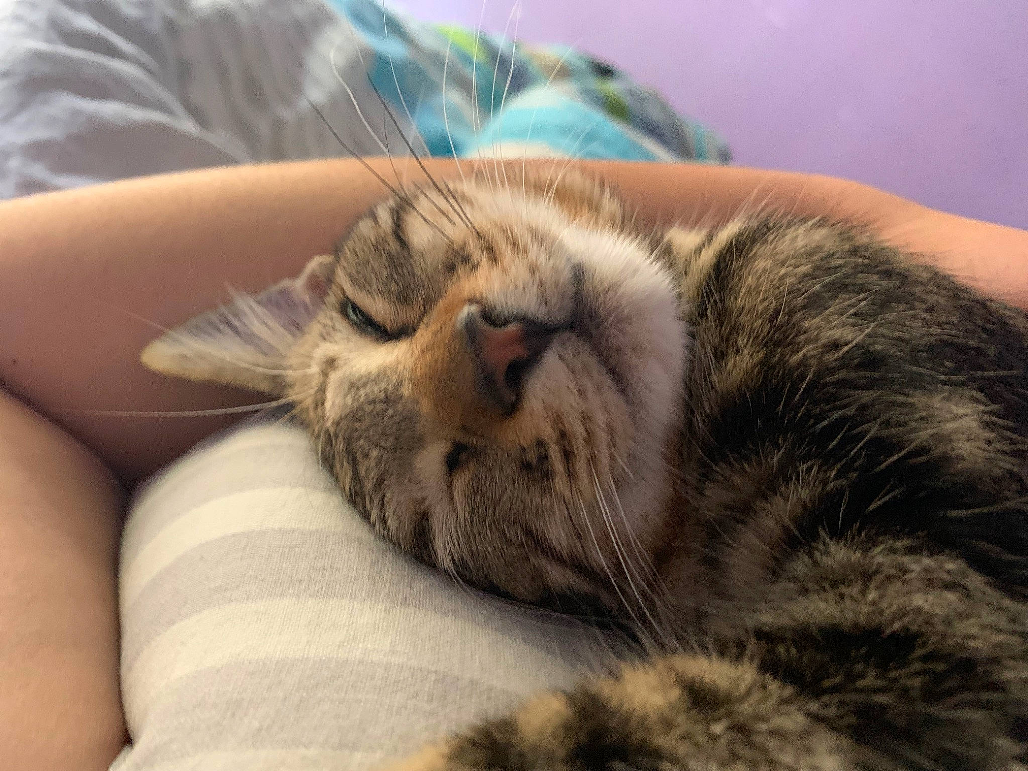 Tigrou participe au concours pour gagner de l'argent avec cette photo : carnivore, cat, claw, comfort, couch, domestic_short_haired_cat, fawn, felidae, fur, nap, paw, small_to_medium_sized_cats, snout, terrestrial_animal, whiskers, wildlife