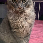 Mickey participe au concours pour gagner de l'argent avec cette photo : cat, fluffy, gray, pet, animal, bed, blanket, quilt, indoor, feline, fur, ears, whiskers, sitting, looking, portrait, domestic, cute, closeup, resting