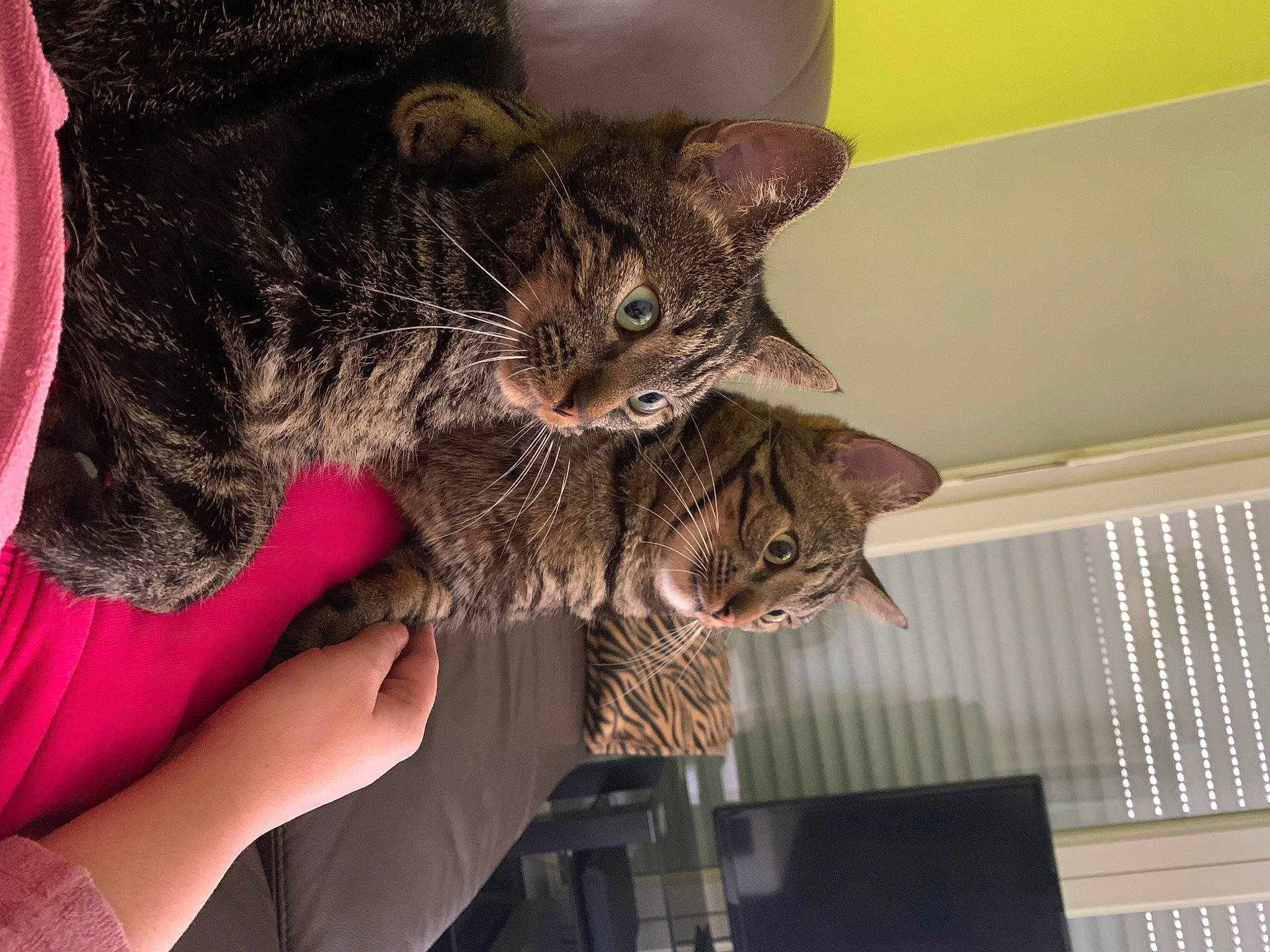 Twist participe au concours pour gagner de l'argent avec cette photo : carnivore, cat, comfort, domestic_short_haired_cat, ear, felidae, fur, gesture, sleeve, small_to_medium_sized_cats, whiskers, window, window_blind