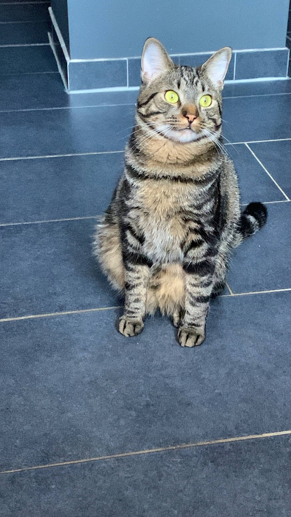 Twist a rejoint le concours — aidez-le/la à gagner de superbes lots ! asphalt, carnivore, cat, claw, domestic_short_haired_cat, felidae, flooring, fur, paw, road, road_surface, sidewalk, small_to_medium_sized_cats, street, tail, tar, terrestrial_animal, whiskers