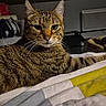 Simba a rejoint le concours — aidez-le/la à gagner de superbes lots ! cat, tabby, pet, animal, indoor, bed, blanket, striped, feline, whiskers, relaxed, resting, domestic, cozy, fur, cute, portrait, laying, household, calm