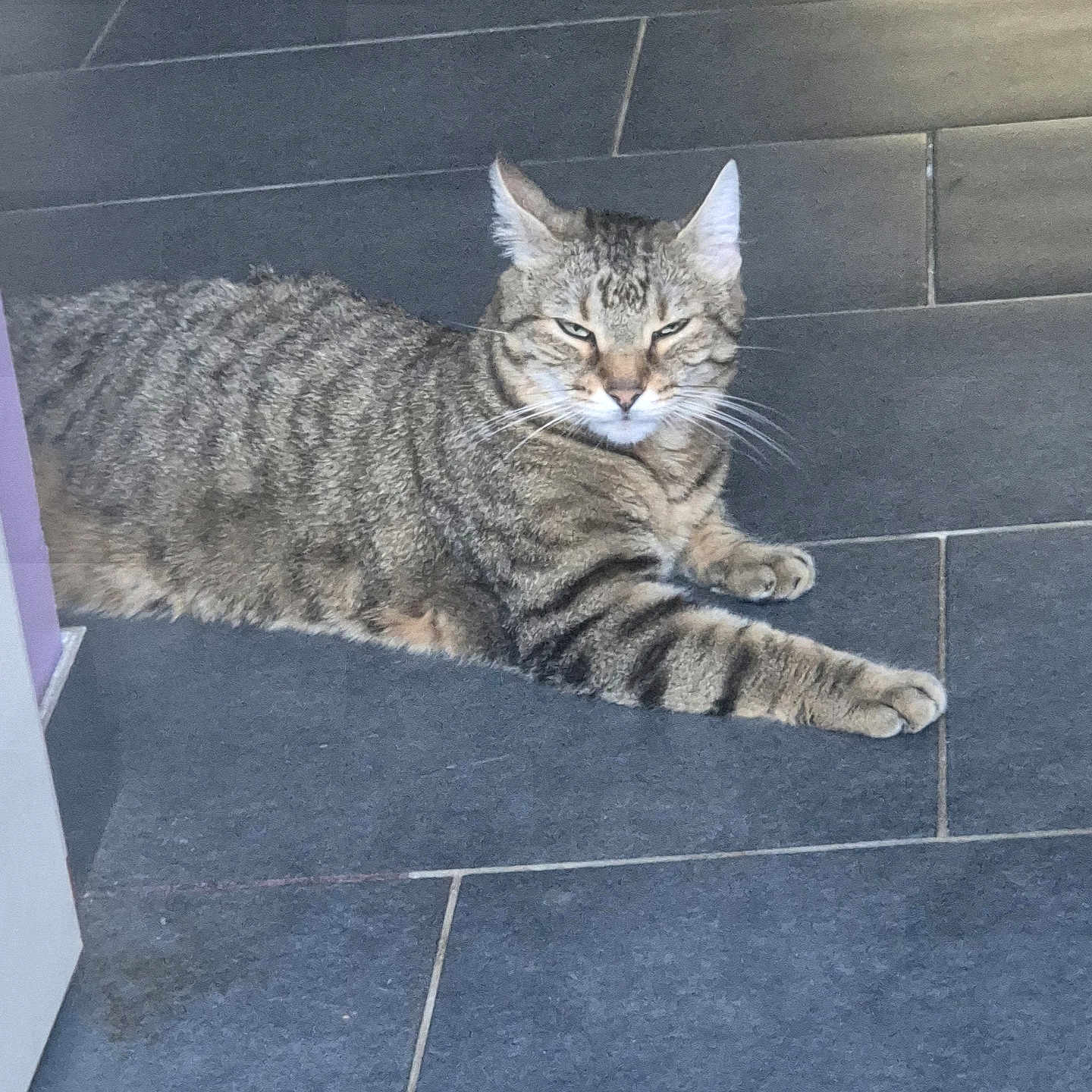 Simba a rejoint le concours — aidez-le/la à gagner de superbes lots ! cat, tabby, animal, pet, feline, striped, fur, whiskers, floor, tile, indoor, relaxed, resting, laying_down, looking, unimpressed, light, shadow, closeup, portrait