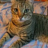 Simba a rejoint le concours — aidez-le/la à gagner de superbes lots ! cat, tabby, indoor, bedspread, plaid, fur, pet, animal, whiskers, ears, eyes, resting, cozy, furniture, home, relaxed, striped, cute, looking, closeup