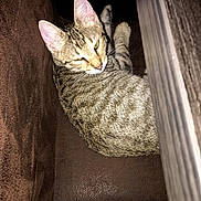 Simba participe au concours pour gagner de l'argent avec cette photo : cat, tabby, animal, pet, feline, sleeping, chair, brown, cushion, indoor, fur, whiskers, ears, tail, relaxed, cozy, resting, closeup, domestic, cute