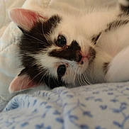 Max is registered to the contest to win money with this photo: kitten, cat, black_and_white, close_up, lying_down, blanket, quilt, cute, pet, animal, fur, whiskers, indoor, soft, resting, young, ears, face, domestic_cat, sleepy
