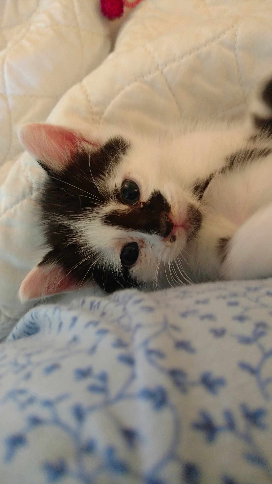 Max is registered to the contest to win money with this photo: kitten, cat, black_and_white, close_up, lying_down, blanket, quilt, cute, pet, animal, fur, whiskers, indoor, soft, resting, young, ears, face, domestic_cat, sleepy