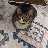 Kepler joined the competition — help win amazing prizes! animal, bell, carpet, cat, collar, curious, cute, domestic_cat, feline, floor, fur, green_eyes, indoor, looking_up, mammal, patterned_rug, pet, resting, tabby, whiskers