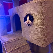 Neptune a rejoint le concours — aidez-le/la à gagner de superbes lots ! animal, black_and_white, cat, cat_tree, close_up, cozy, cubby, curious, cute, feline, fur, home, indoor, paws_hidden, peeking, pet, pet_furniture, playful, resting, soft_texture