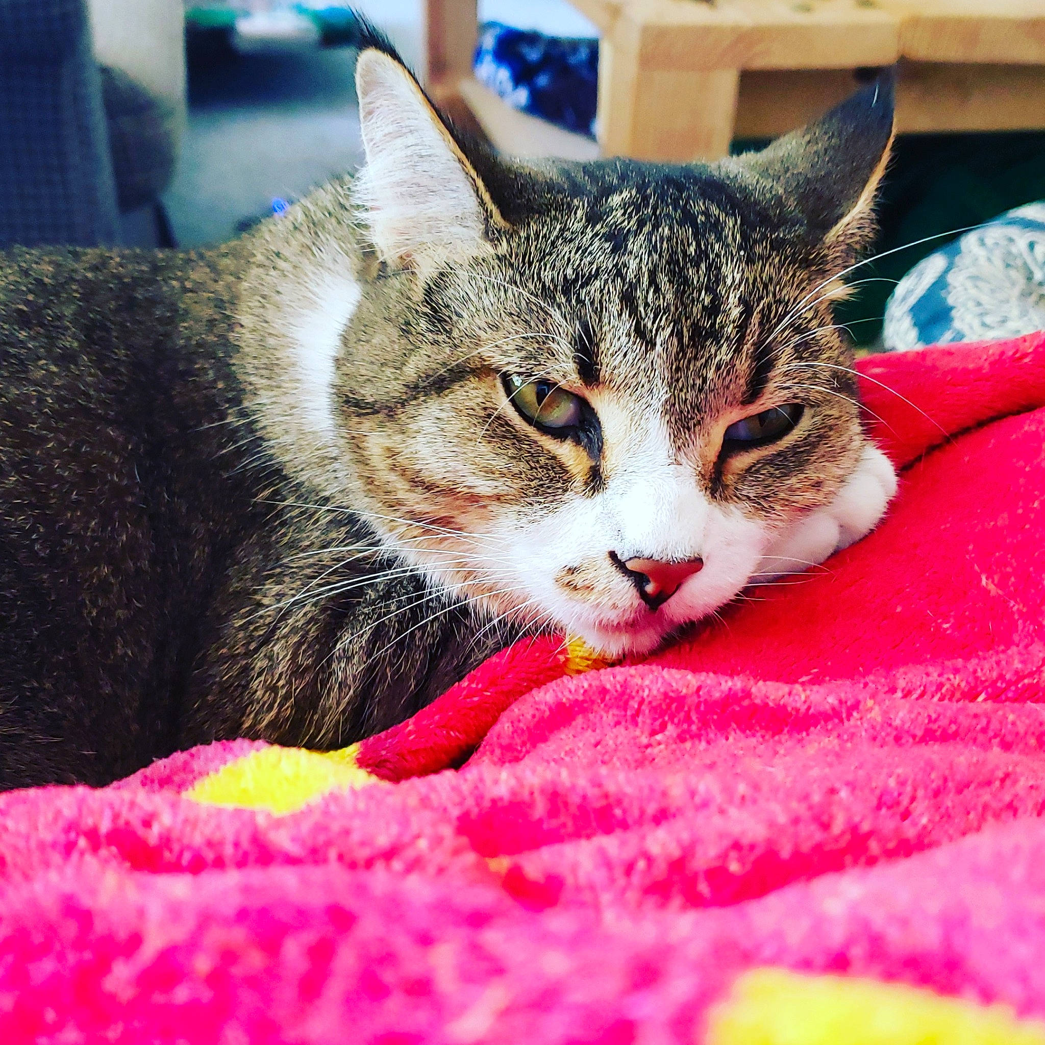 Remo is registered to the contest to win money with this photo: aegean_cat, american_shorthair, american_wirehair, asian, california_spangled, carnivore, cat, domestic_short_haired_cat, dragon_li, european_shorthair, eye, felidae, fur, kitten, mammal, small_to_medium_sized_cats, snout, tabby_cat, whiskers