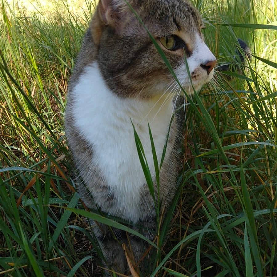 Remo is registered to the contest to win money with this photo: aegean_cat, american_wirehair, carnivore, cat, domestic_short_haired_cat, european_shorthair, eye, felidae, grass, grass_family, plant, small_to_medium_sized_cats, snout, tabby_cat, whiskers, wild_cat, wildlife
