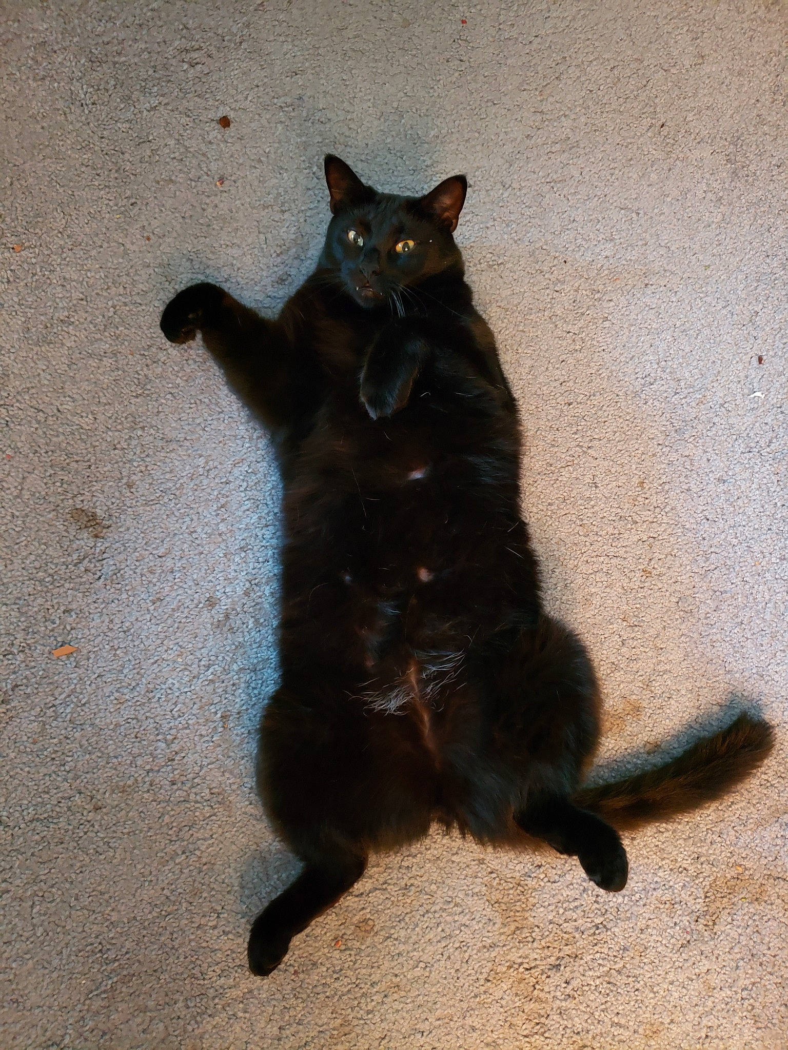 Ecko is registered to the contest to win money with this photo: asian, black, black_cat, bombay, carnivore, cat, claw, domestic_short_haired_cat, felidae, fur, mammal, paw, small_to_medium_sized_cats, tail, whiskers