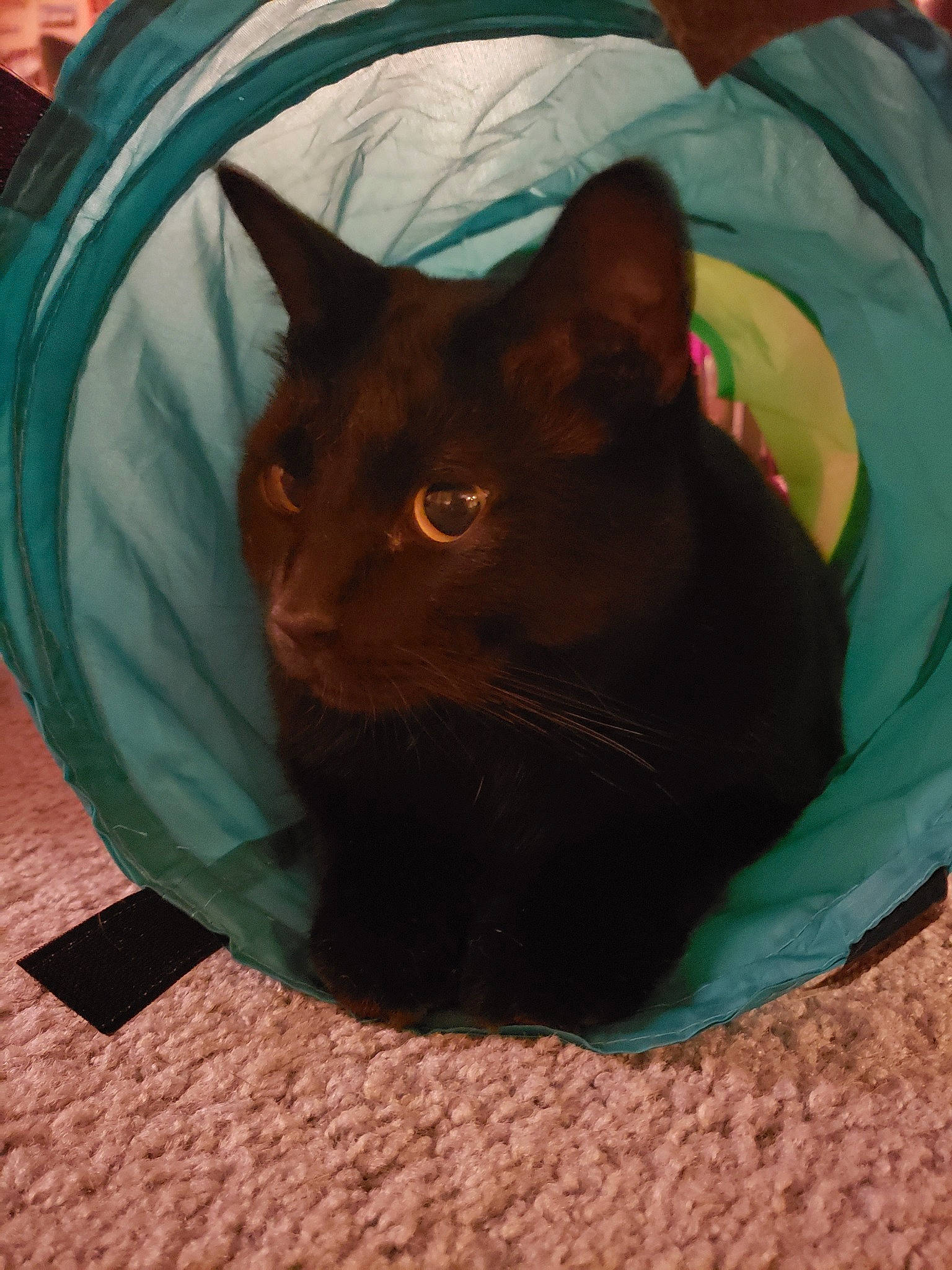 Ecko joined the competition — help win amazing prizes! asian, black_cat, burmese, carnivore, cat, chartreux, domestic_short_haired_cat, eye, felidae, korat, small_to_medium_sized_cats, snout, tail, whiskers