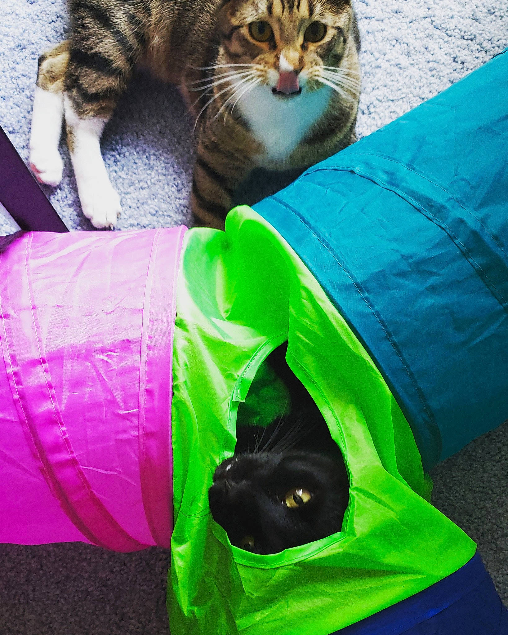 Ecko is registered to the contest to win money with this photo: carnivore, cat, domestic_short_haired_cat, european_shorthair, felidae, green, kitten, linens, small_to_medium_sized_cats, tabby_cat, textile, whiskers