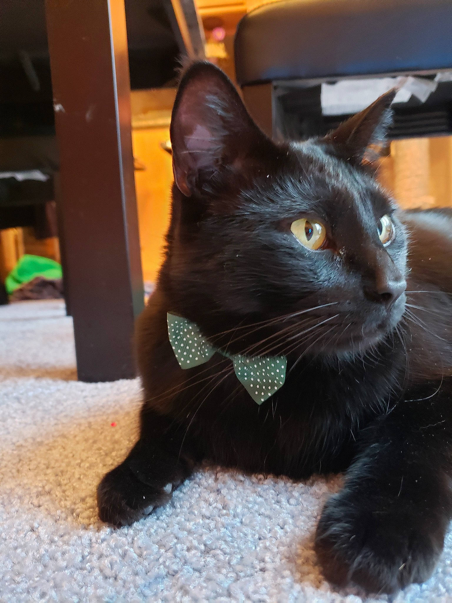 Ecko joined the competition — help win amazing prizes! asian, black_cat, bombay, burmese, carnivore, cat, claw, domestic_short_haired_cat, felidae, havana_brown, korat, mammal, small_to_medium_sized_cats, snout, vertebrate, whiskers