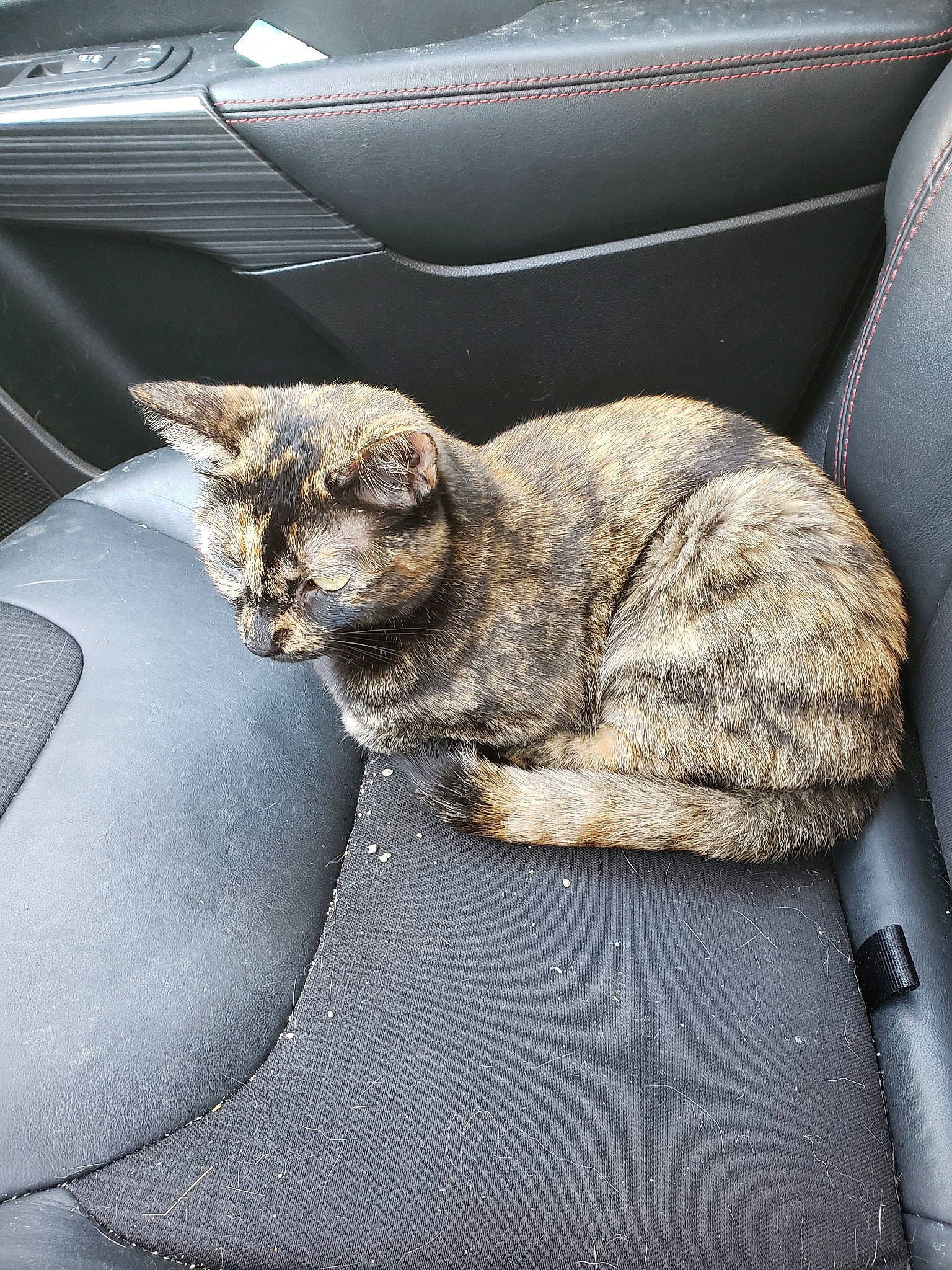 Koya is registered to the contest to win money with this photo: asian, car_seat, carnivore, cat, chair, comfort, domestic_short_haired_cat, dragon_li, european_shorthair, felidae, fur, sitting, sleep, small_to_medium_sized_cats, tabby_cat, whiskers