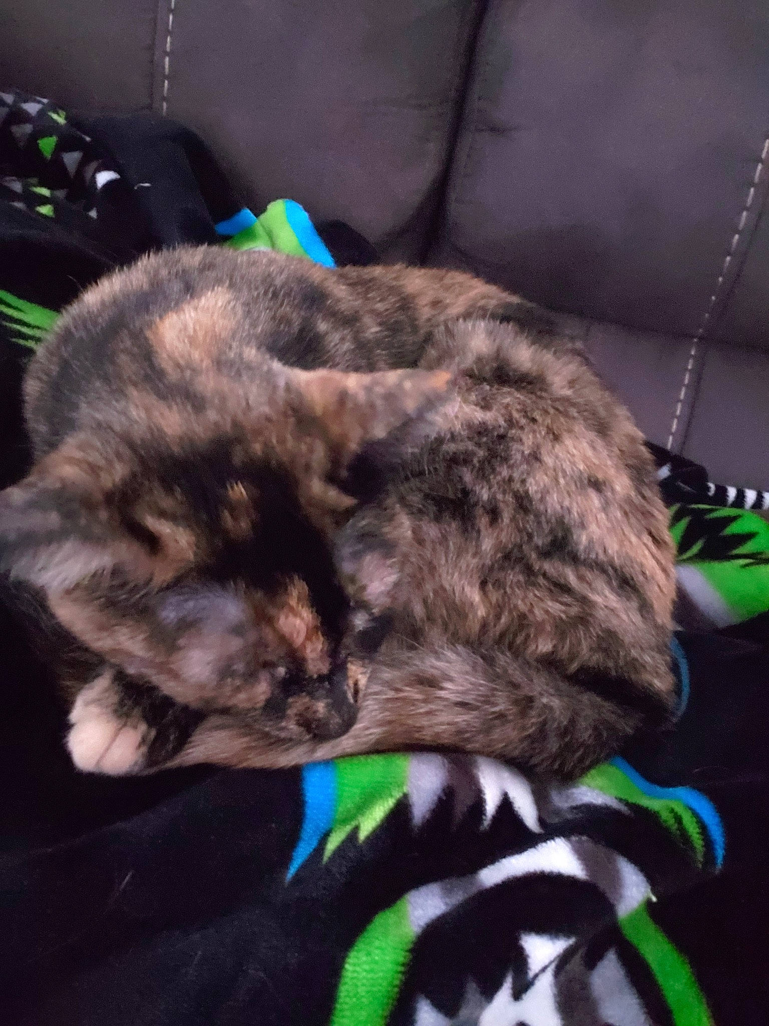 Koya joined the competition — help win amazing prizes! carnivore, cat, domestic_short_haired_cat, ear, felidae, fur, kitten, sleep, small_to_medium_sized_cats, whiskers