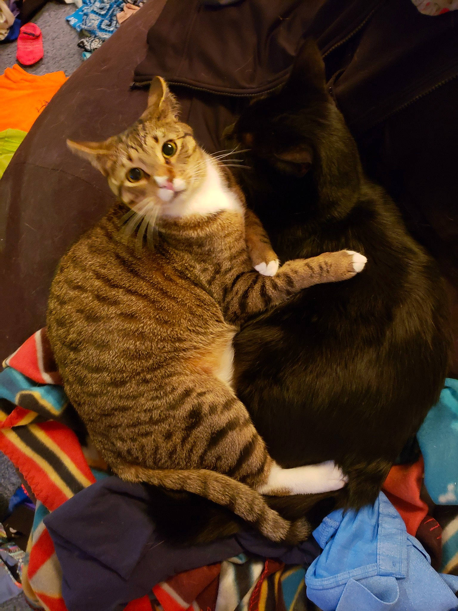 Dyno is registered to the contest to win money with this photo: american_shorthair, asian, california_spangled, carnivore, cat, claw, domestic_short_haired_cat, dragon_li, european_shorthair, fawn, felidae, fur, german_rex, kitten, pixie_bob, small_to_medium_sized_cats, tabby_cat, toyger, whiskers