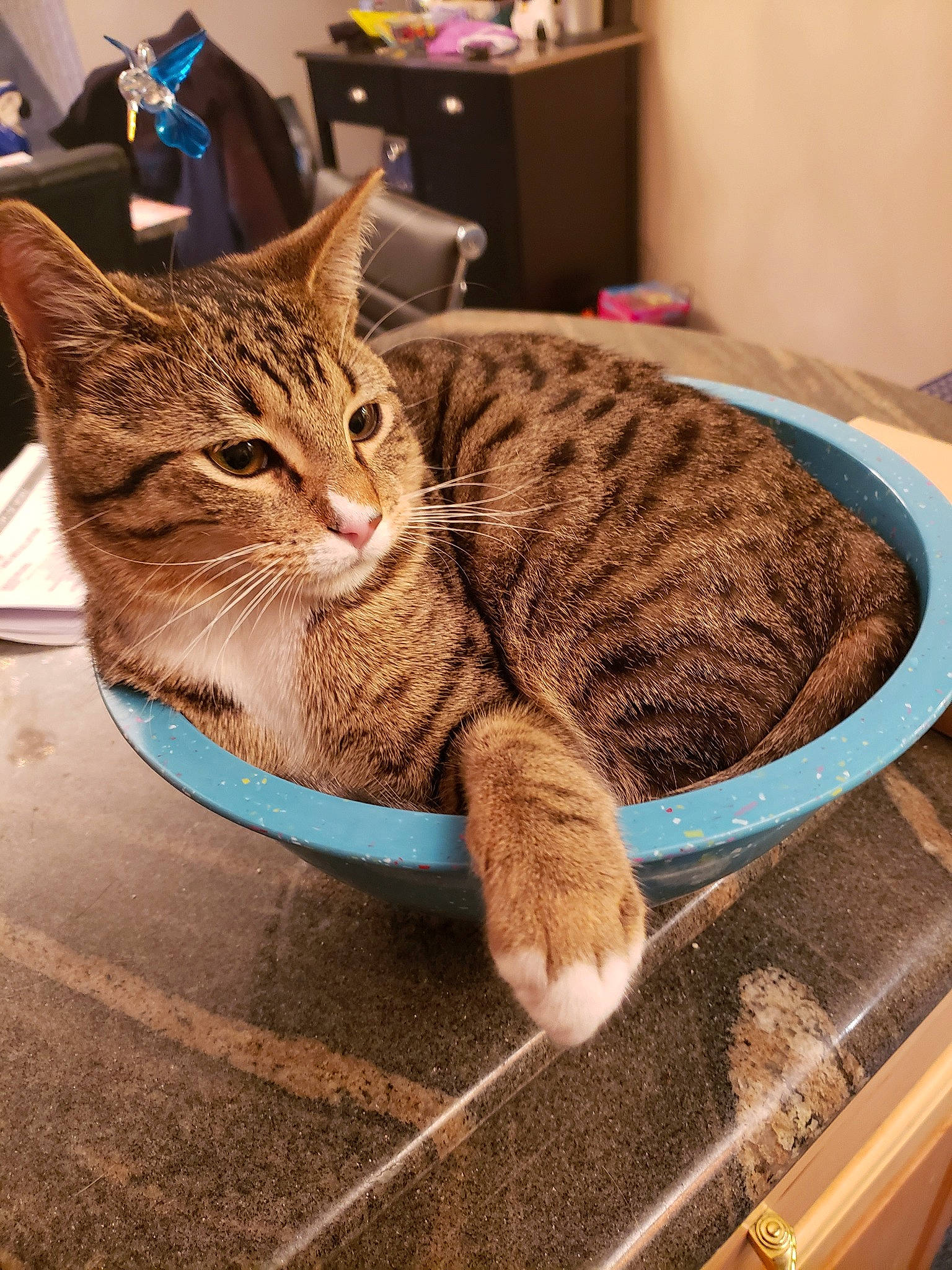 Dyno is registered to the contest to win money with this photo: aegean_cat, american_shorthair, asian, california_spangled, carnivore, cat, domestic_short_haired_cat, dragon_li, european_shorthair, felidae, fur, ocicat, small_to_medium_sized_cats, tabby_cat, whiskers, wild_cat