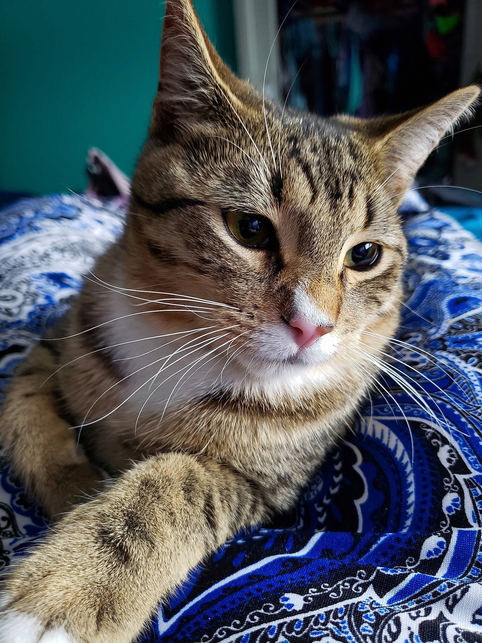 Dyno joined the competition — help win amazing prizes! aegean_cat, american_shorthair, american_wirehair, asian, california_spangled, carnivore, cat, domestic_short_haired_cat, dragon_li, egyptian_mau, european_shorthair, felidae, mammal, ocicat, pixie_bob, small_to_medium_sized_cats, tabby_cat, vertebrate, whiskers, wild_cat