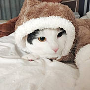 Bojangles joined the competition — help win amazing prizes! cat, animal, pet, costume, reindeer, bed, white, fur, cute, lying_down, indoor, soft, cozy, looking, closeup, face, whiskers, pink_nose, black_and_white, blanket